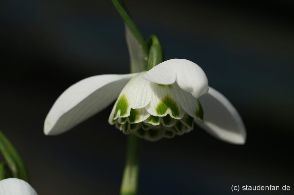 Galanthus 'Ailywn'