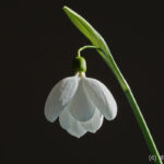 Galanthus 'E. A. Bowles'